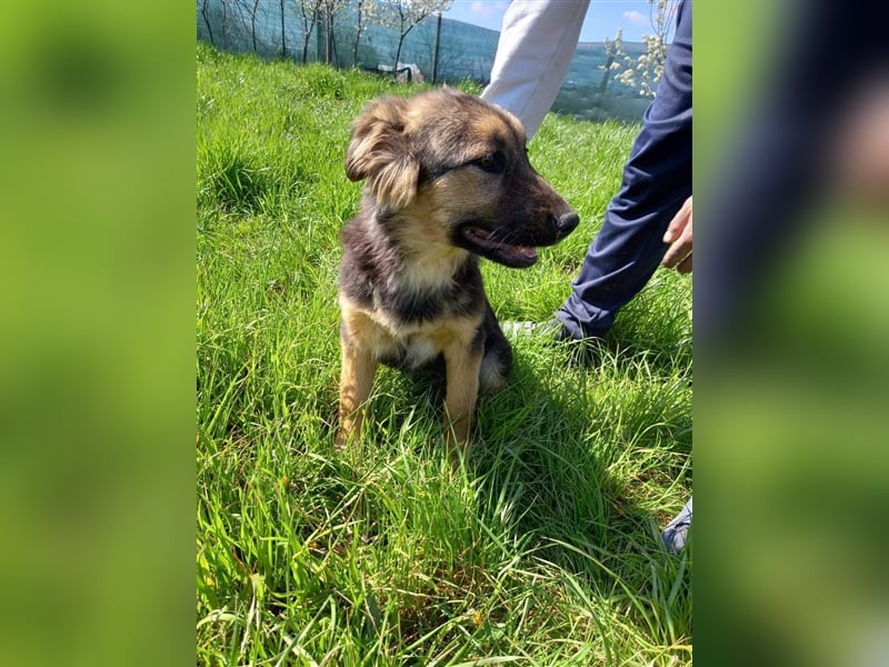 Lissi sucht ein Zuhause mit Herz, Platz und Abenteuer