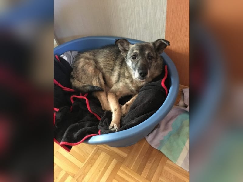 Bobby sucht  ein Zuhause