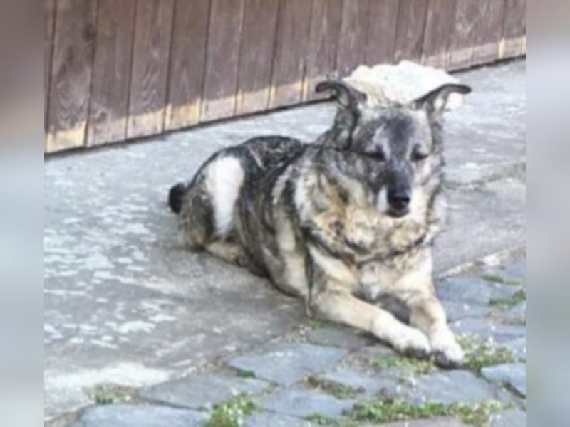 Bobby sucht  ein Zuhause