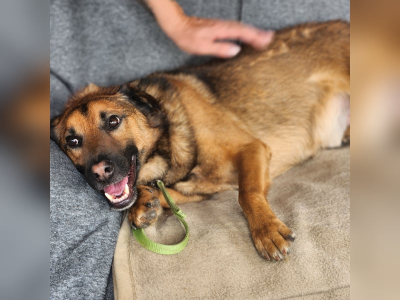 Leo – ein tapferer Kämpfer mit großem Herzen sucht sein Für-immer-Zuhause