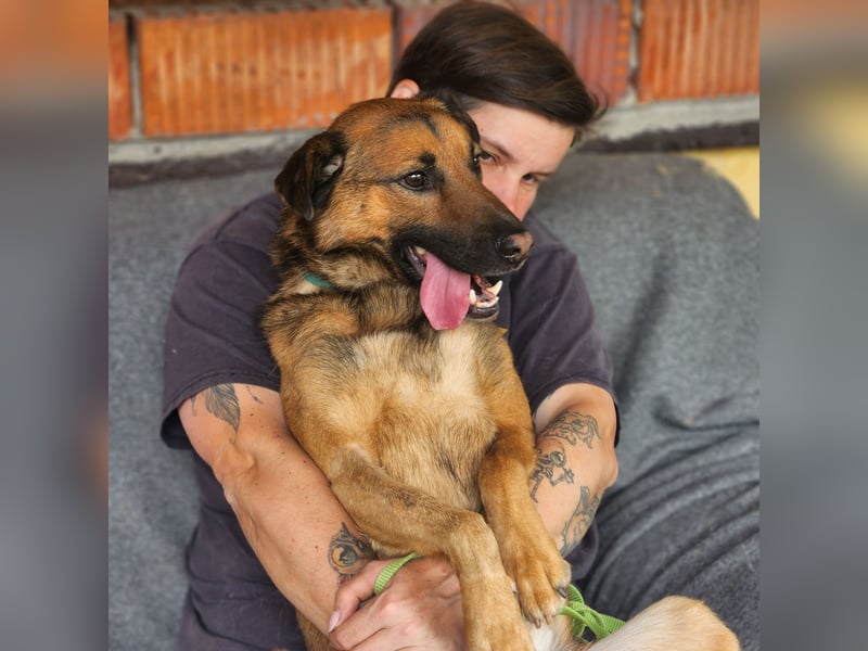 Leo – ein tapferer Kämpfer mit großem Herzen sucht sein Für-immer-Zuhause