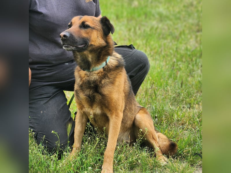 Leo – ein tapferer Kämpfer mit großem Herzen sucht sein Für-immer-Zuhause