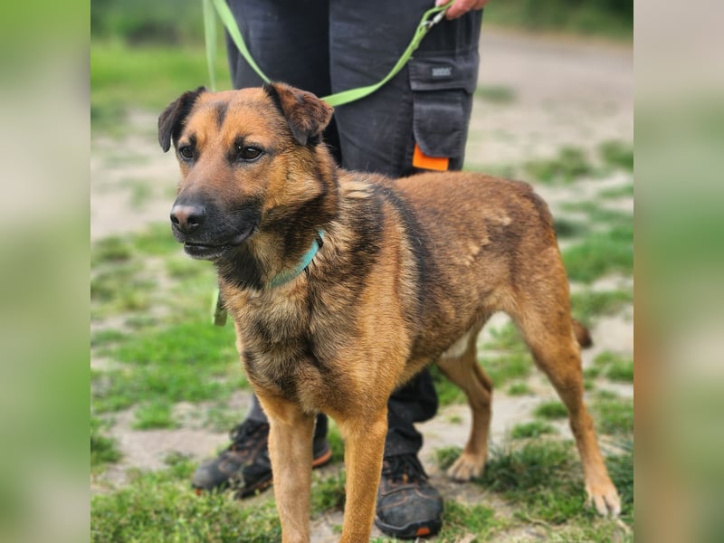 Leo – ein tapferer Kämpfer mit großem Herzen sucht sein Für-immer-Zuhause