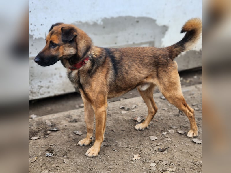 Leo – ein tapferer Kämpfer mit großem Herzen sucht sein Für-immer-Zuhause