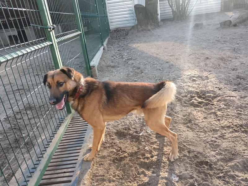 Leo – ein tapferer Kämpfer mit großem Herzen sucht sein Für-immer-Zuhause