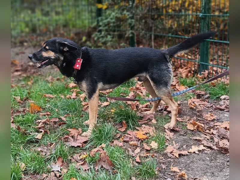 Goofy – der charmante kleine Wirbelwind Goofy – der charmante kleine Wirbelwind