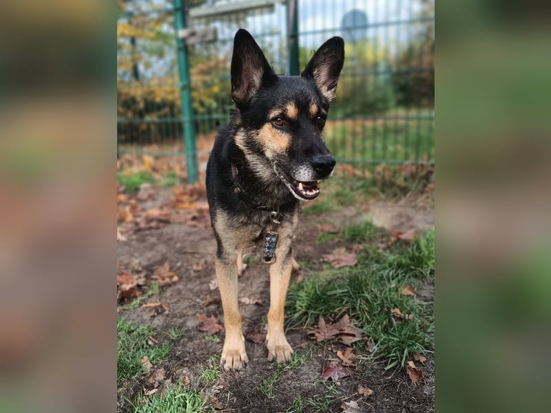Goofy – der charmante kleine Wirbelwind Goofy – der charmante kleine Wirbelwind