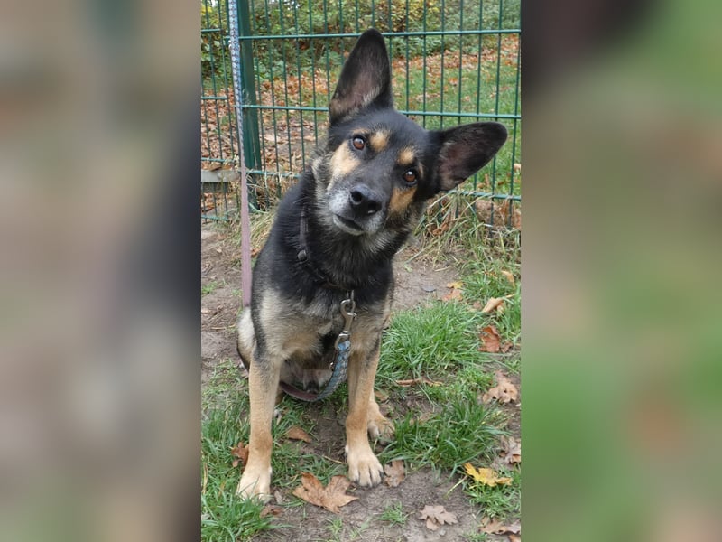 Goofy – der charmante kleine Wirbelwind Goofy – der charmante kleine Wirbelwind