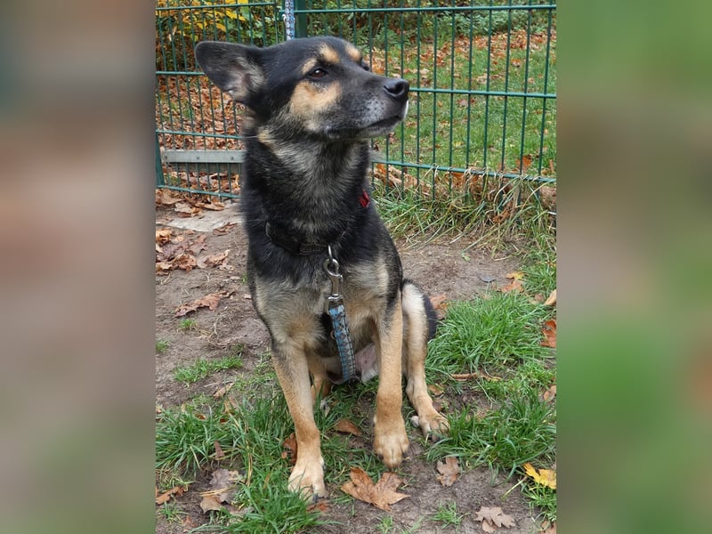 Goofy – der charmante kleine Wirbelwind Goofy – der charmante kleine Wirbelwind