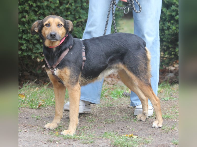 Valeska 47cm geb. 05/2020 eine tolle Familienhündin wartet in 31582 Nienburg Valeska 47cm geb. 05/2020 eine tolle Familienhündin wartet in 31582 Nienburg