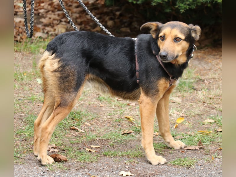 Valeska 47cm geb. 05/2020 eine tolle Familienhündin wartet in 31582 Nienburg Valeska 47cm geb. 05/2020 eine tolle Familienhündin wartet in 31582 Nienburg