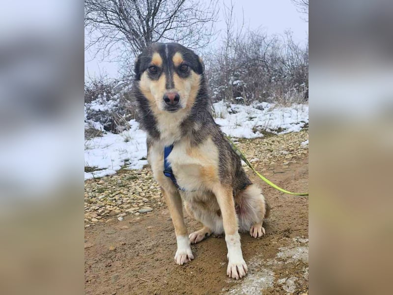 Schäferhund-Mix Rex 49cm geb. 09/2021 sucht eine liebe Familie