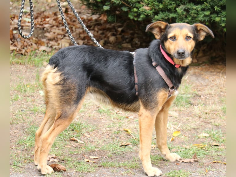 Valeska 47cm geb. 05/2020 eine tolle Familienhündin wartet in 31582 Nienburg Valeska 47cm geb. 05/2020 eine tolle Familienhündin wartet in 31582 Nienburg