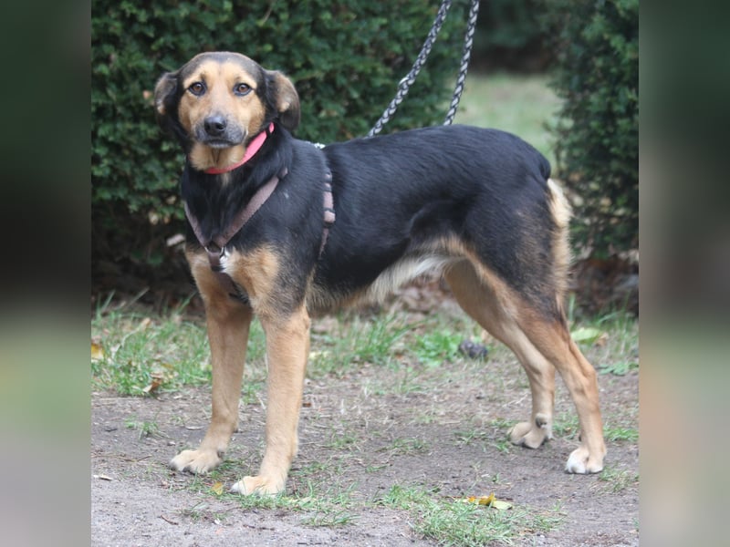 Valeska 47cm geb. 05/2020 eine tolle Familienhündin wartet in 31582 Nienburg Valeska 47cm geb. 05/2020 eine tolle Familienhündin wartet in 31582 Nienburg