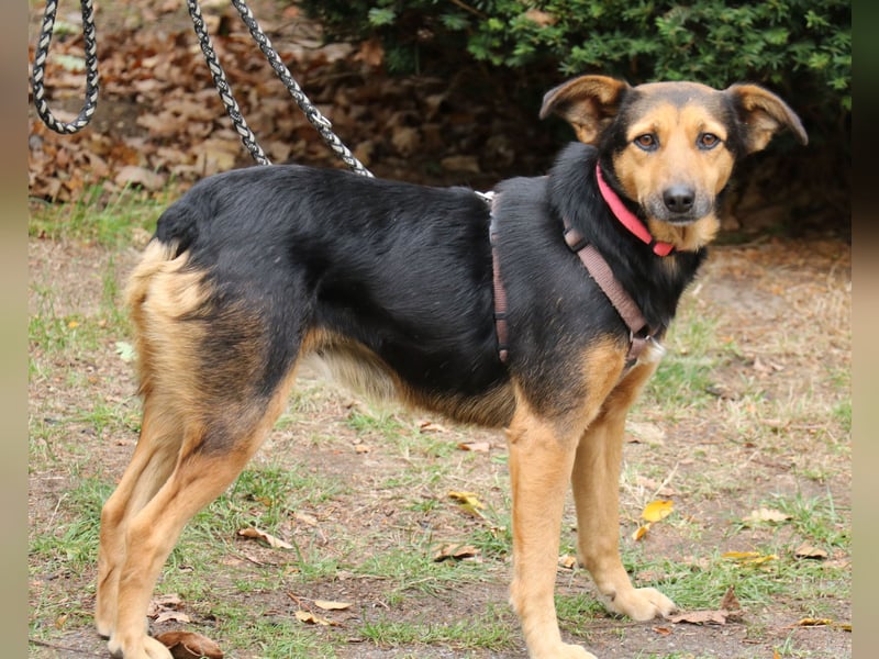 Valeska 47cm geb. 05/2020 eine tolle Familienhündin wartet in 31582 Nienburg Valeska 47cm geb. 05/2020 eine tolle Familienhündin wartet in 31582 Nienburg