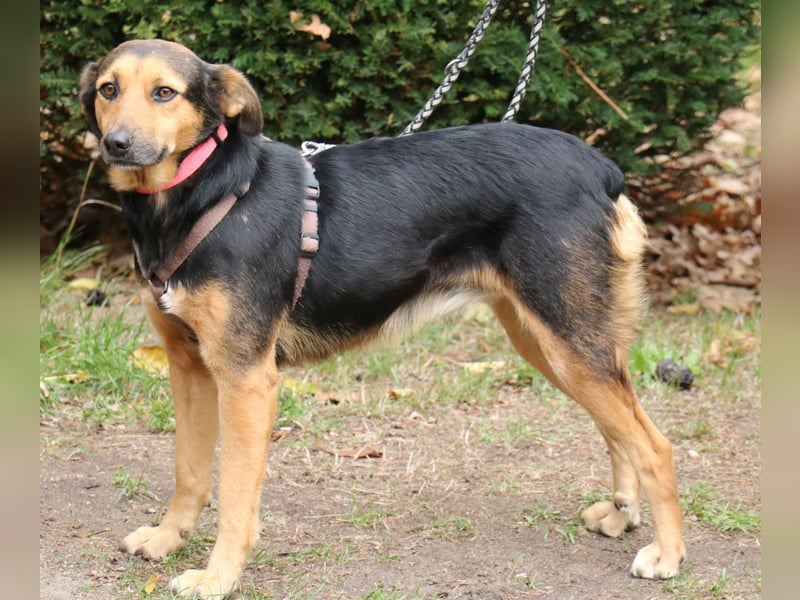 Valeska 47cm geb. 05/2020 eine tolle Familienhündin wartet in 31582 Nienburg Valeska 47cm geb. 05/2020 eine tolle Familienhündin wartet in 31582 Nienburg