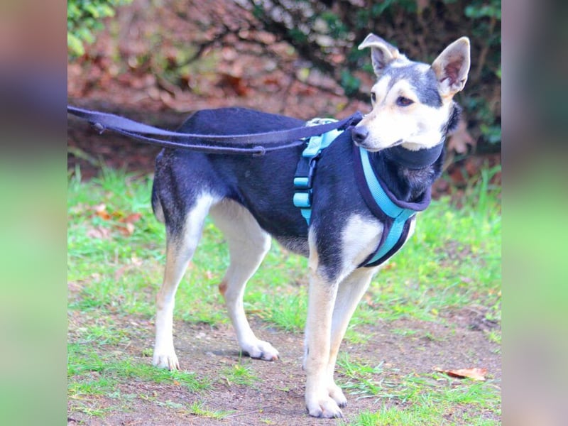 Chimera ist eine Famienhündin, wartet in Lauenau bei Hannvoer