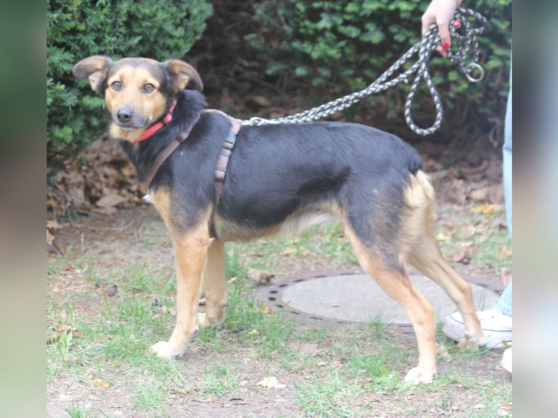 Valeska 47cm geb. 05/2020 eine tolle Familienhündin wartet in 31582 Nienburg Valeska 47cm geb. 05/2020 eine tolle Familienhündin wartet in 31582 Nienburg