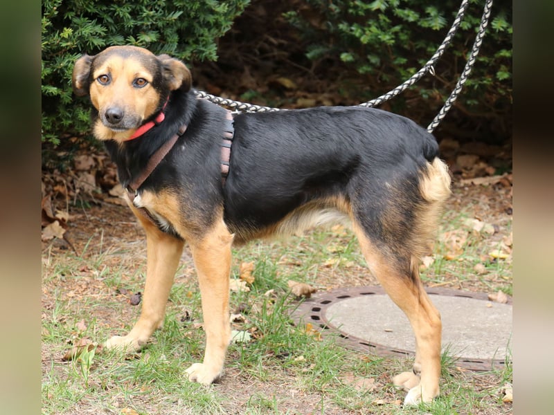 Valeska 47cm geb. 05/2020 eine tolle Familienhündin wartet in 31582 Nienburg Valeska 47cm geb. 05/2020 eine tolle Familienhündin wartet in 31582 Nienburg