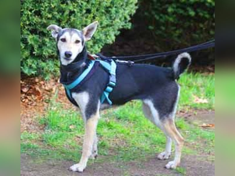 Chimera ist eine Famienhündin, wartet in Lauenau bei Hannvoer