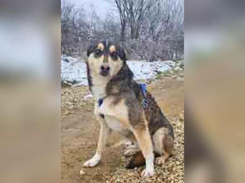 Schäferhund-Mix Rex 49cm geb. 09/2021 sucht eine liebe Familie