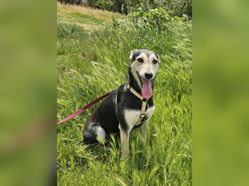 Chimera ist eine Famienhündin, wartet in Lauenau bei Hannvoer