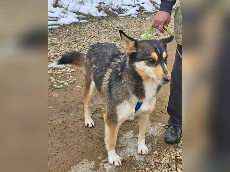 Schäferhund-Mix Rex 49cm geb. 09/2021 sucht eine liebe Familie