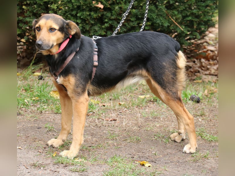 Valeska 47cm geb. 05/2020 eine tolle Familienhündin wartet in 31582 Nienburg Valeska 47cm geb. 05/2020 eine tolle Familienhündin wartet in 31582 Nienburg