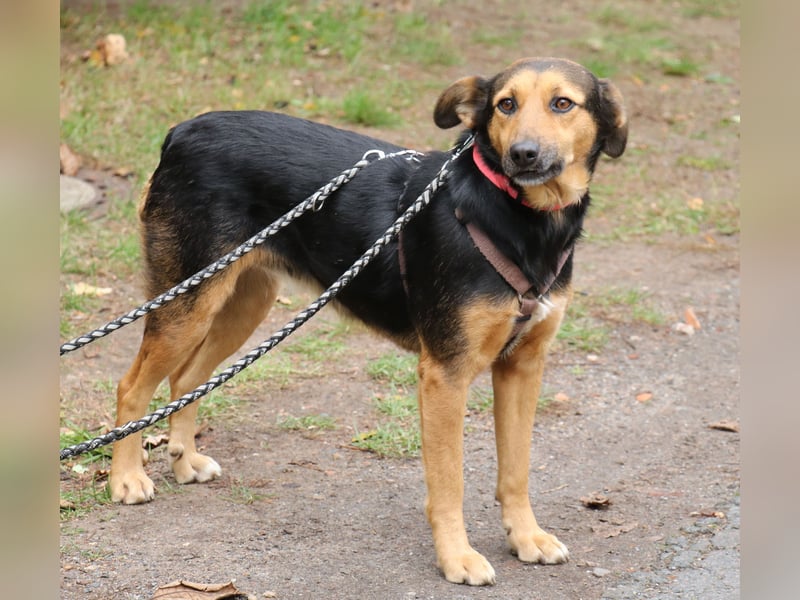 Valeska 47cm geb. 05/2020 eine tolle Familienhündin wartet in 31582 Nienburg Valeska 47cm geb. 05/2020 eine tolle Familienhündin wartet in 31582 Nienburg