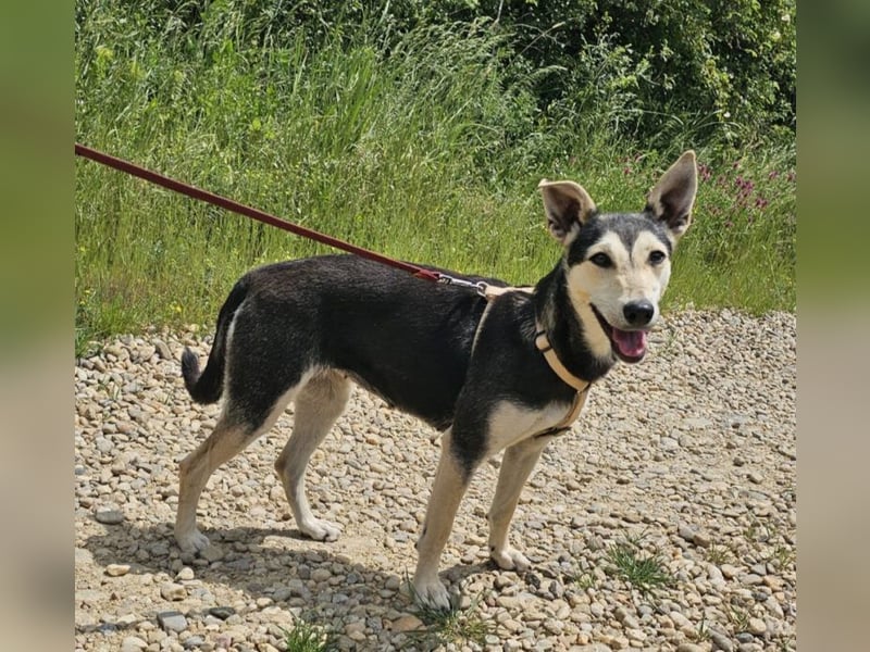 Chimera ist eine Famienhündin, wartet in Lauenau bei Hannvoer