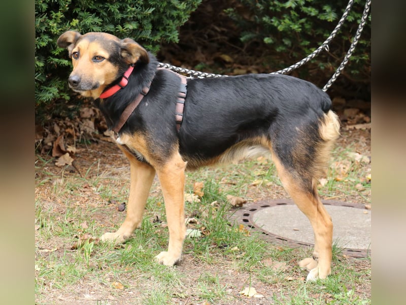 Valeska 47cm geb. 05/2020 eine tolle Familienhündin wartet in 31582 Nienburg Valeska 47cm geb. 05/2020 eine tolle Familienhündin wartet in 31582 Nienburg