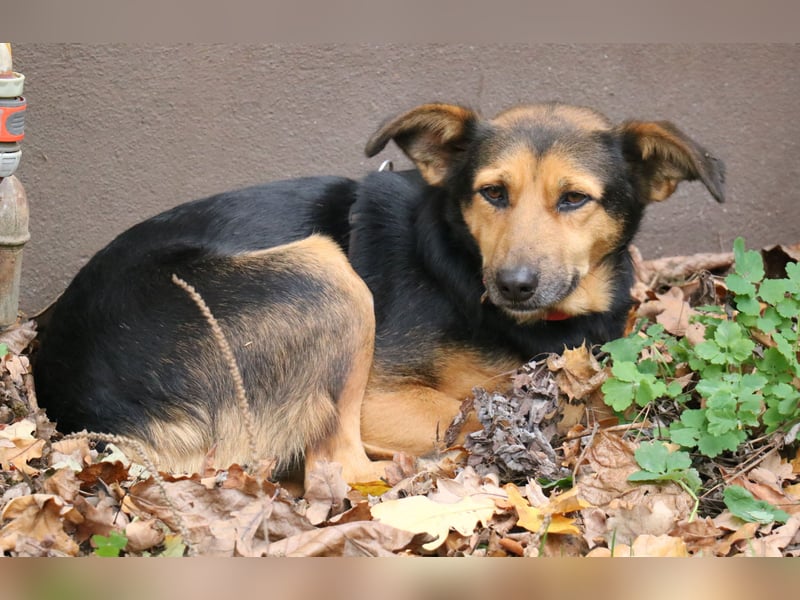 Valeska 47cm geb. 05/2020 eine tolle Familienhündin wartet in 31582 Nienburg Valeska 47cm geb. 05/2020 eine tolle Familienhündin wartet in 31582 Nienburg