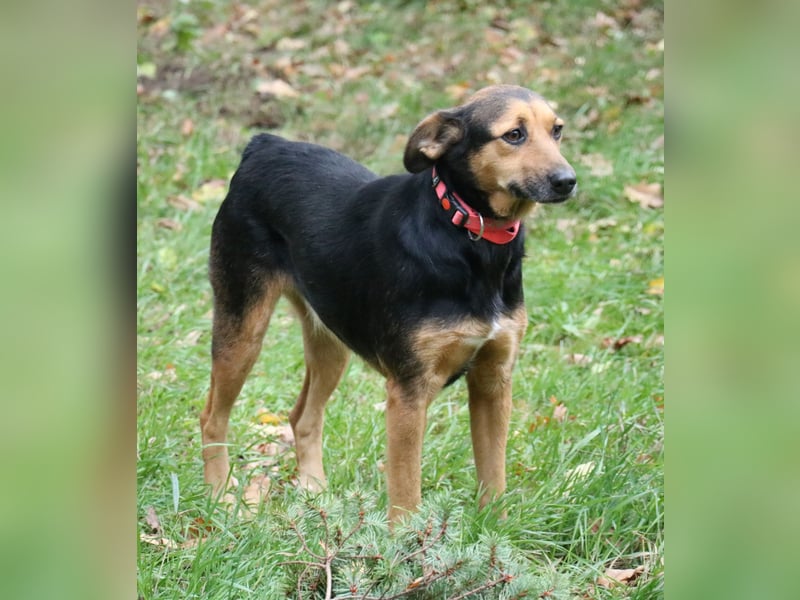 Valeska 47cm geb. 05/2020 eine tolle Familienhündin wartet in 31582 Nienburg Valeska 47cm geb. 05/2020 eine tolle Familienhündin wartet in 31582 Nienburg