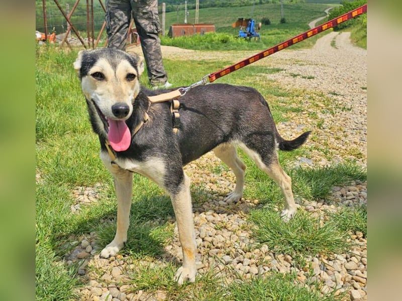 Chimera ist eine Famienhündin, wartet in Lauenau bei Hannvoer