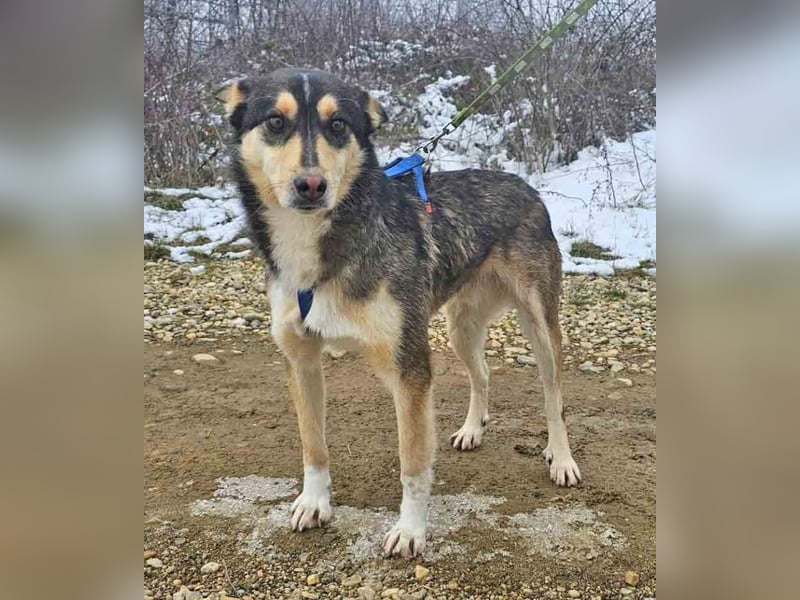 Schäferhund-Mix Rex 49cm geb. 09/2021 sucht eine liebe Familie