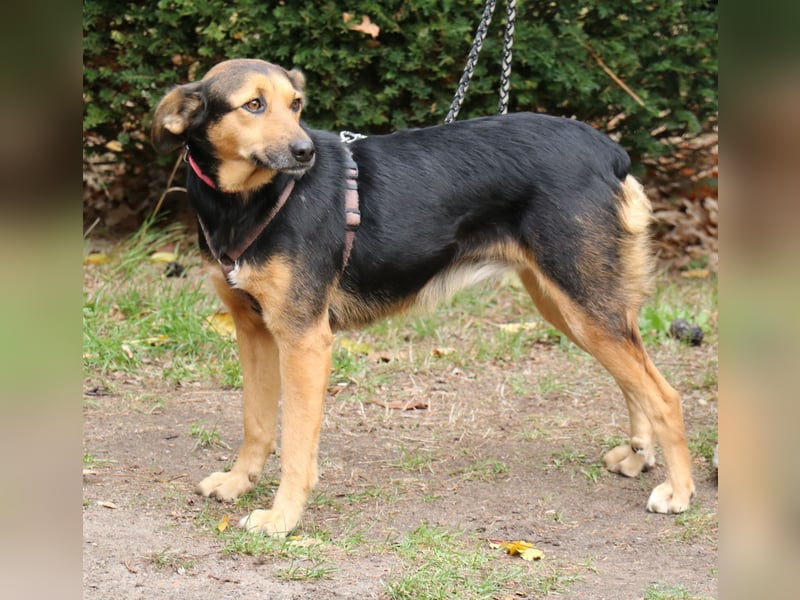 Valeska 47cm geb. 05/2020 eine tolle Familienhündin wartet in 31582 Nienburg Valeska 47cm geb. 05/2020 eine tolle Familienhündin wartet in 31582 Nienburg