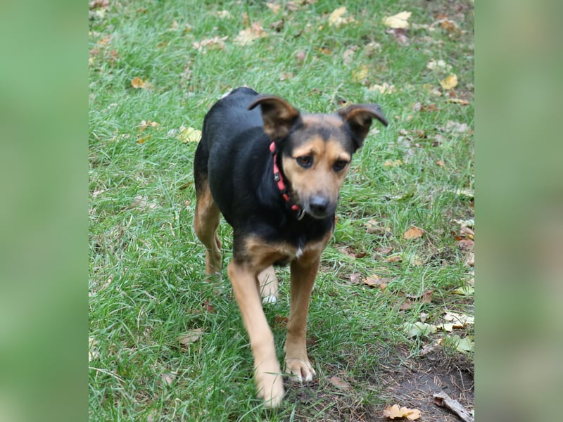 Valeska 47cm geb. 05/2020 eine tolle Familienhündin wartet in 31582 Nienburg Valeska 47cm geb. 05/2020 eine tolle Familienhündin wartet in 31582 Nienburg