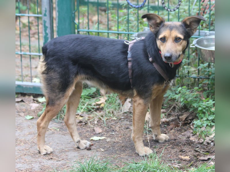 Valeska 47cm geb. 05/2020 eine tolle Familienhündin wartet in 31582 Nienburg Valeska 47cm geb. 05/2020 eine tolle Familienhündin wartet in 31582 Nienburg