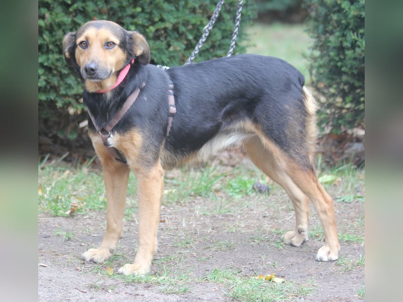 Valeska 47cm geb. 05/2020 eine tolle Familienhündin wartet in 31582 Nienburg Valeska 47cm geb. 05/2020 eine tolle Familienhündin wartet in 31582 Nienburg