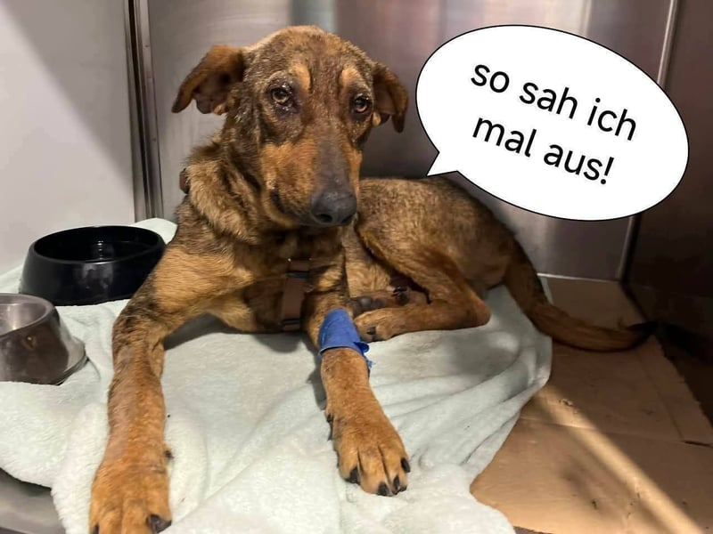Typisch schüchtern ♦️HANK♦️ in der Cantinho da Milu ⏳ 10/24