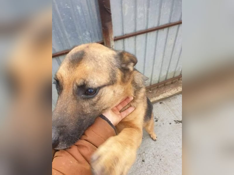 Gnadenplatz für Lucky gesucht