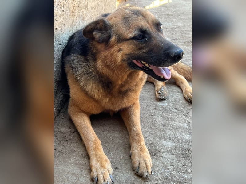 Gnadenplatz für Lucky gesucht