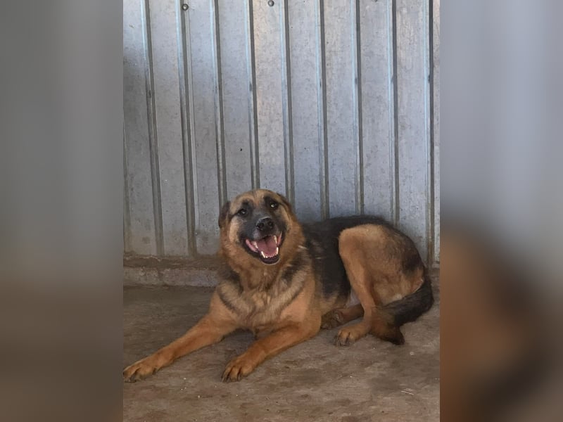 Gnadenplatz für Lucky gesucht