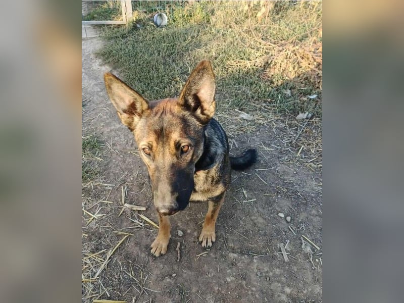 ZUZI - aktives Mädchen sucht ihre Menschen