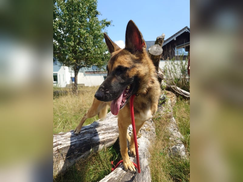 Xena - sucht IHREN Mensch