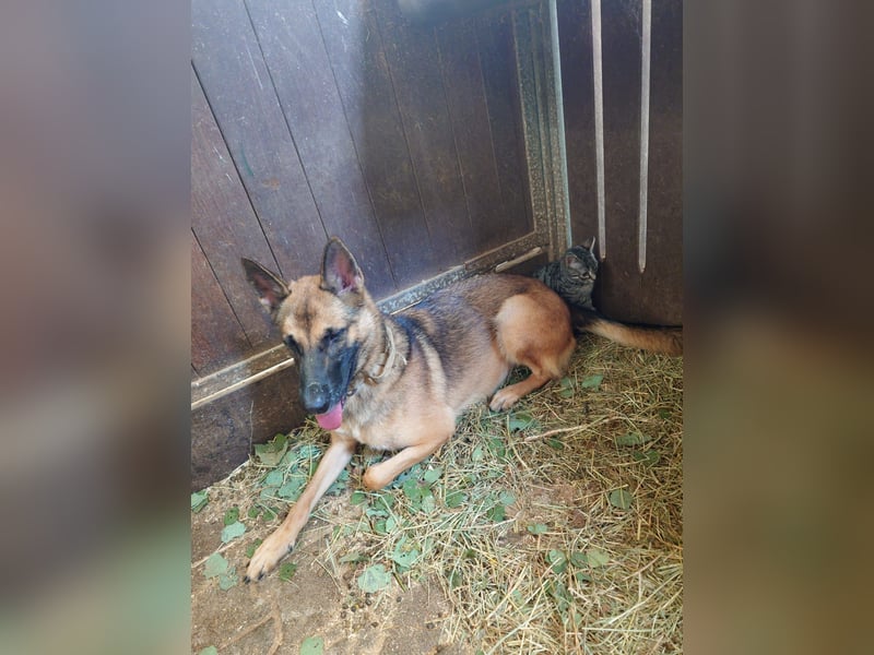 Xena - sucht IHREN Mensch