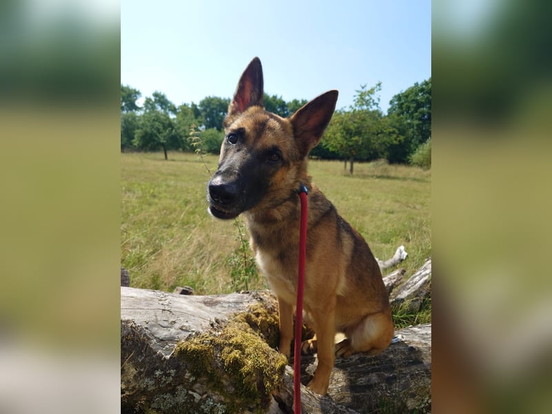 Xena - sucht IHREN Mensch