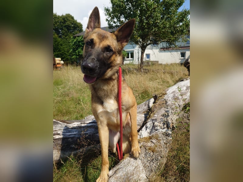 Xena - sucht IHREN Mensch