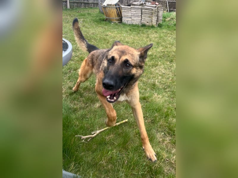 Xena - sucht IHREN Mensch