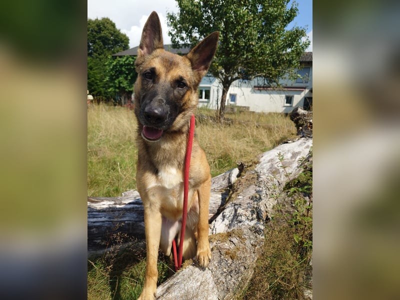 Xena - sucht IHREN Mensch